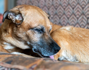Brown ginger senior mixed breed dog comfortably rests on patterned couch, licking its fur in calm and relaxed manner, serene expression highlights tranquility and contentment in cozy home environment