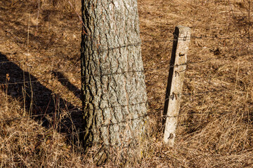 Barbed wire fence against tree background