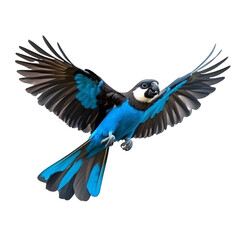 Fototapeta premium Blue Bird Isolated On Transparent Background Realistic Photo Showing Detail Of Flying Animal With Colorful Feathers And Black Wings On White Background, Optimized For Adobe Stock