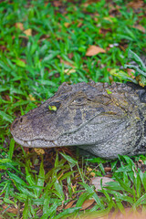 alligator crocodile reptile wildlife