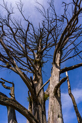 A solitary dead tree stands tall against the dramatic backdrop of Mount Prau's misty landscape. Ideal for themes of nature, solitude, and resilience.