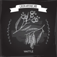 Wattle aka Acacia murrayana sketch on black background. Green apothecary series.