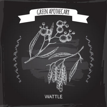 Wattle aka Acacia murrayana sketch on black background. Green apothecary series.