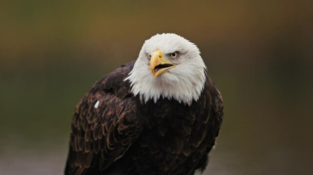 Close-up slo-mo of bald eagle turning its head and making peal call