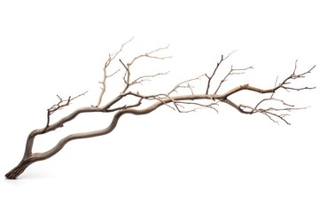 Fototapeta premium Tree branch plant white background tranquility.