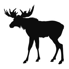 Vector silhouette of a realistic Moose (Alces Alces) - black animal illustration, isolated on white background