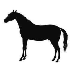 Vector silhouette of a realistic Horse - black animal illustration, isolated on white background