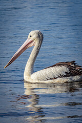 Pelican on noosa river