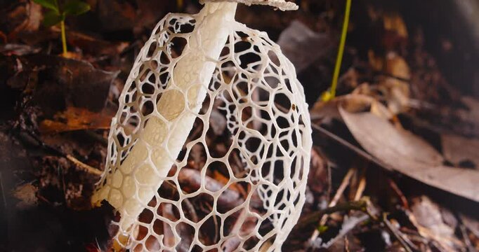 The delicate Phallus indusiatus fungus stands tall on the rainforest floor in Peru&rsquo;s Amazon jungle.