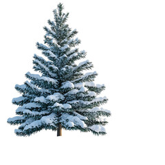 Fototapeta premium Christmas snow and fir tree festive winter scene isolated on transparent background 