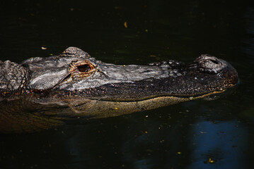 crocodile south africa