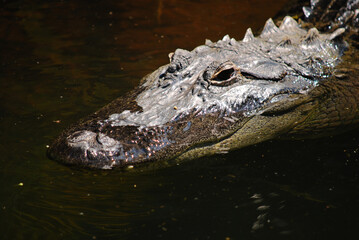 crocodile in the water