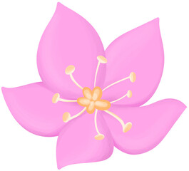 Mexican Creeper Illustration Edible Flowers