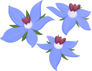 Borage Illustration Edible Flowers