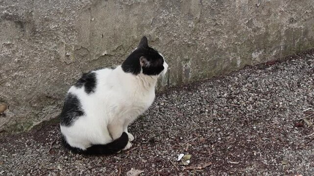 Un chat domestique noir et blanc est assis au centre de l'image. Il a une posture calme et semble regarder quelque chose hors cadre.