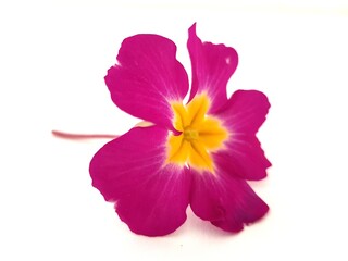 A colourful spring flower on a white background.