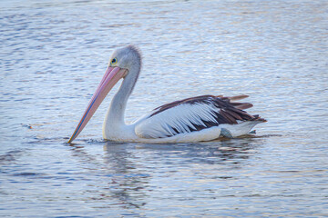 Pelican on noosa river