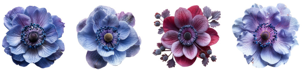 Elegant Blue and Burgundy Anemone Flowers Pack of 4 Isolated on a Transparent Canvas PNG File