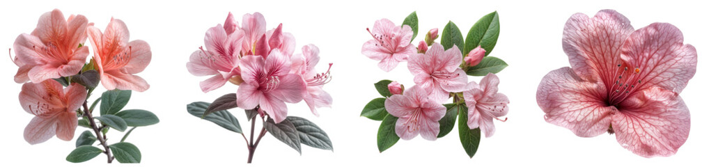 Delicate Pink Azalea Flowers and Branches Pack of 4 Isolated on a Transparent Canvas PNG File