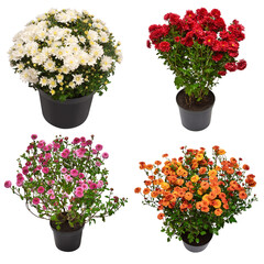 Сollection сhrysanthemum flowers in pot isolated on white background. Flat lay, top view