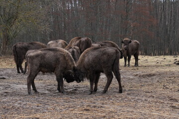 Young European bison fight in a duel against the background of a wild herd in a European nature park in early spring against the background of trees