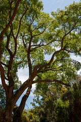 Large tree branches in Inhotim, Minas Gerais, Brazil.