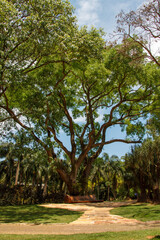 Wood bench from Hugo Franca under a large tree, Inhotim, Minas Gerais, Brazil.