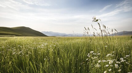 Obraz premium Expansive green fields under bright sky, showcasing wildflowers