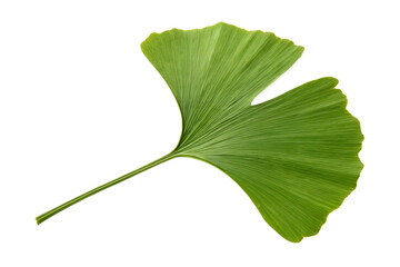 Fototapeta premium Ginkgo green leaf isolated on transparent background