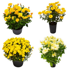 Сollection yellow сhrysanthemum flowers in pot isolated on white background. Flat lay, top view