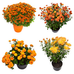 Сollection orange сhrysanthemum flowers in pot isolated on white background. Flat lay, top view