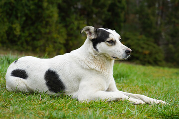 A mongrel, well-fed dog of white color with black spots lies on the grass and looks warily. A homeless dog.