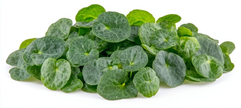Pile of Fresh Gotu Kola, Asiatic Pennywort, or Indian Pennywort Isolated on a White Background.