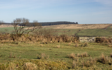 A gate and stone wall in a field in Cornwall withh woodland in distance