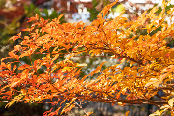Autumn leaves-Shiobara Hot Spring Village & Hoki River紅葉-塩原温泉郷、箒川