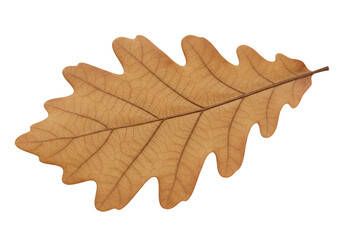 Fallen Oak Leaf in Golden Brown with Hyper-Realistic Texture