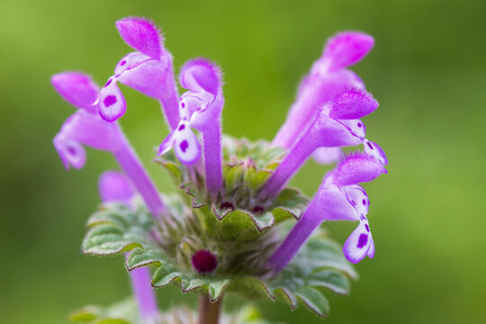 henbit deadnettle