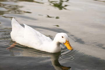 White Duck Swimming in a Calm Pond