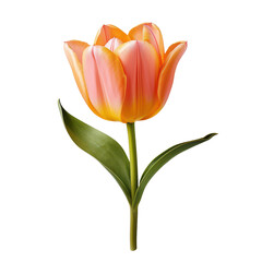 Naklejka premium Orange tulip flower isolated on Cutout background.PNG