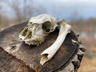 White-tailed Deer skull on a log - Crane d'un Cerf de Virginie sur un billot de bois