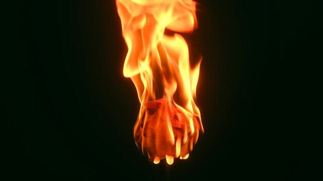 Vibrant orange flames consuming delicate french rose, creating dramatic interplay between fiery destruction and floral fragility against deep dark backdrop. Slowmotion