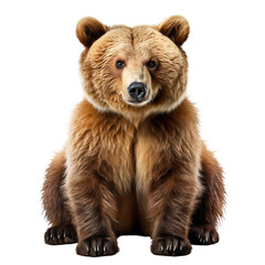 Obraz premium A brown bear isolated on Cutout background.PNG