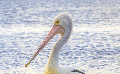 Pelican on noosa river