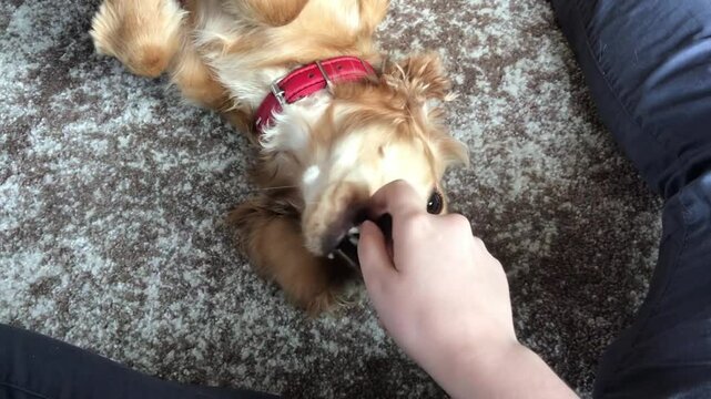 Person is petting a dog with a red collar. The dog is wagging its tail and he is happy