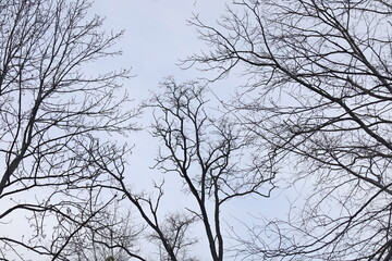 Obraz premium trees in the sky