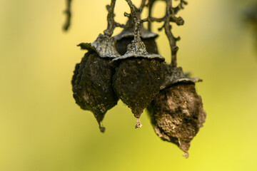Nature's intricate designs with hanging seed pods captured in soft, warm light on a serene afternoon