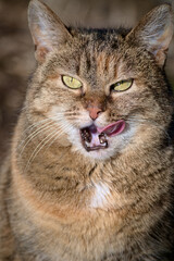The cat licks itself. Close-up of a licking cat.