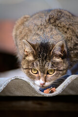 A cat with an expressive face close-up. A cat eating cat food sitting on a tiled roof.