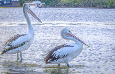 Pelican on Noosa river