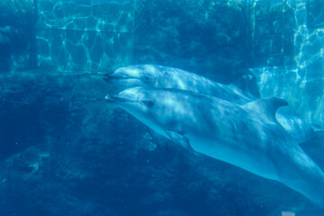 Naklejka premium 水槽の中を泳ぐイルカ（名古屋港水族館）